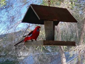 Kalara on Raymond - Enjoy bird feeding in the peaceful surrounds